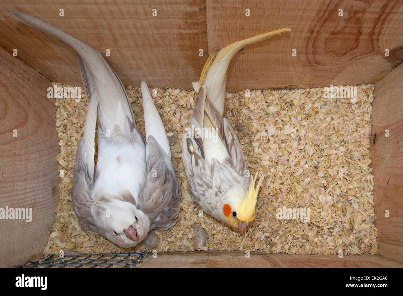 Une paire de perruches calopsittes dans un nichoir l'incubation des œufs. Banque D'Images