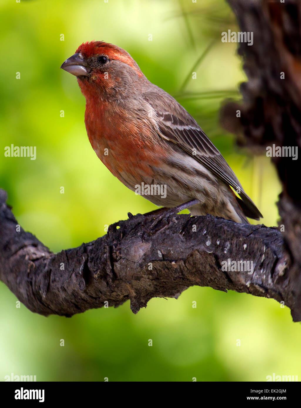 Roselin familier (Carpodacus mexicanus) membre de l'arbre perché sur Banque D'Images