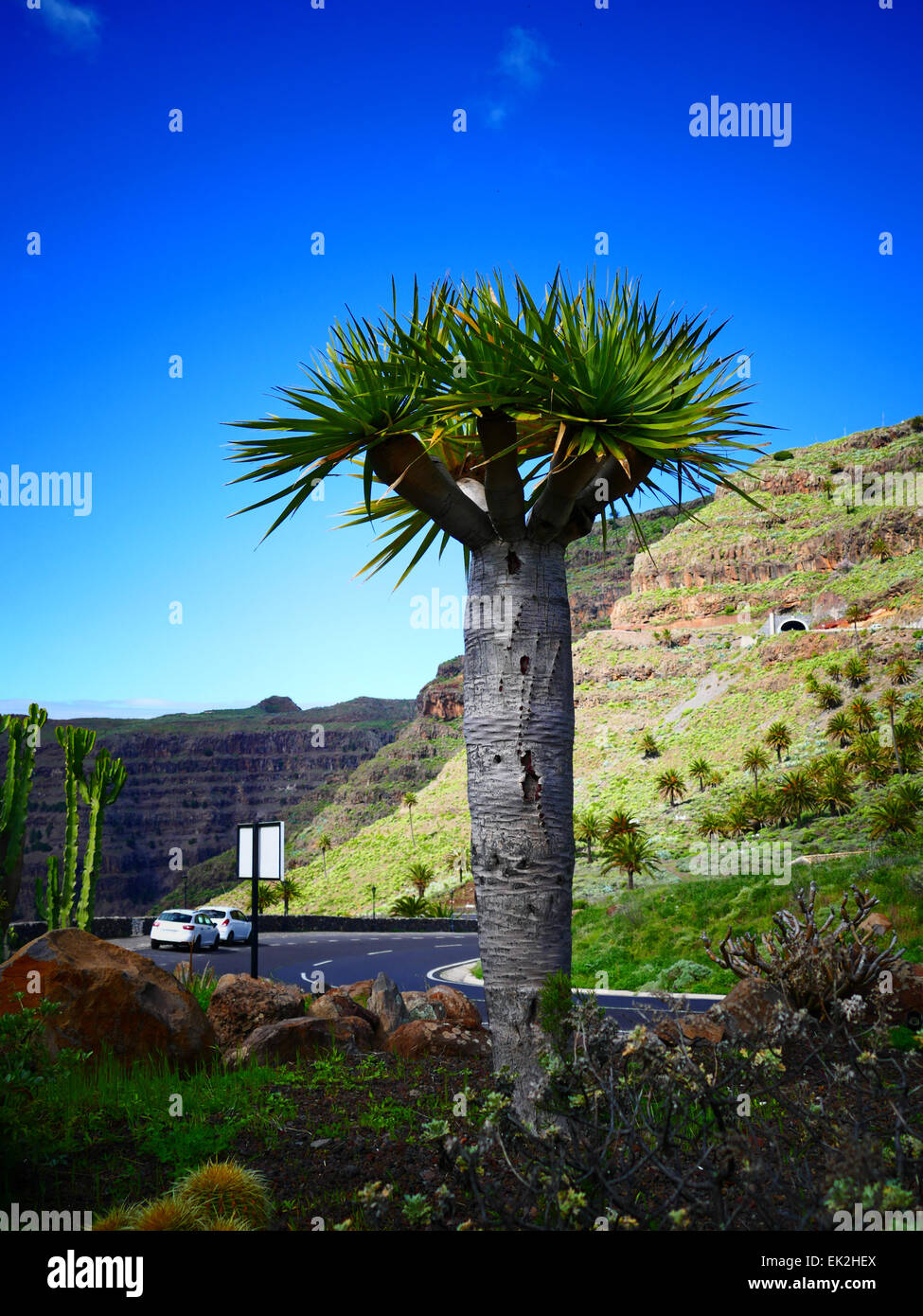 Terrasse de la vallée Valle Gran Rey domaine l'île de La Gomera Canaries Espagne Banque D'Images