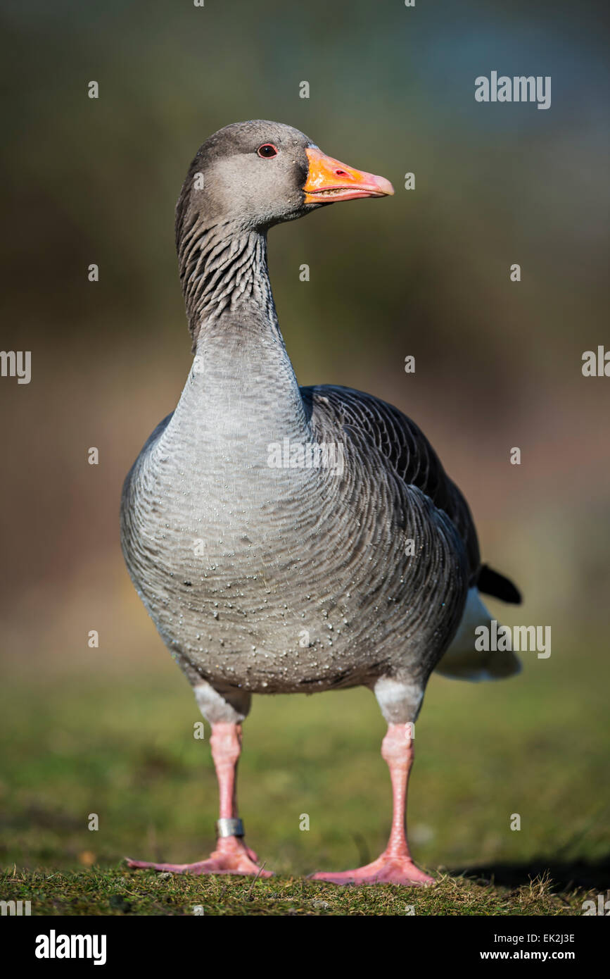 Oie cendrée Banque D'Images
