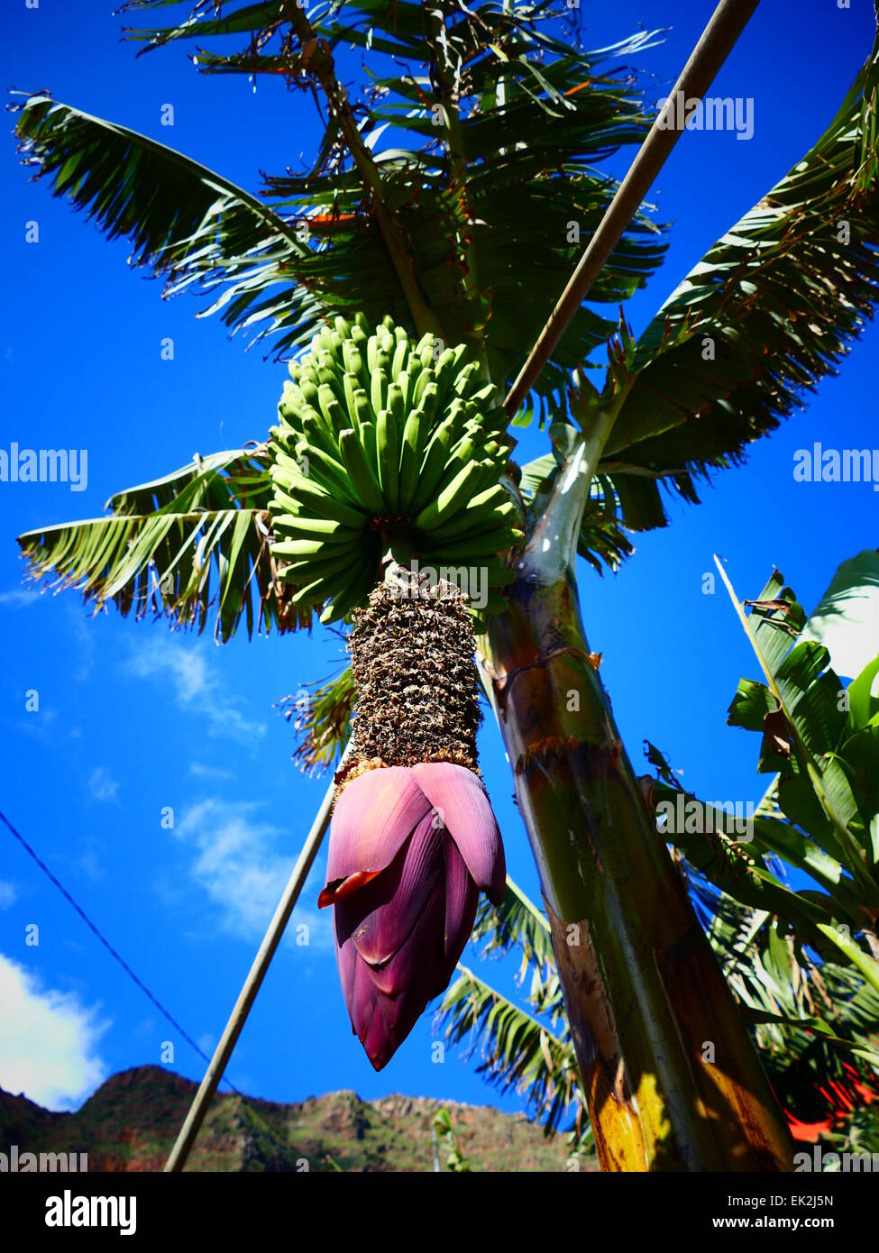 Fleur de bananier n Agulo village l'île de La Gomera Canaries Espagne Banque D'Images