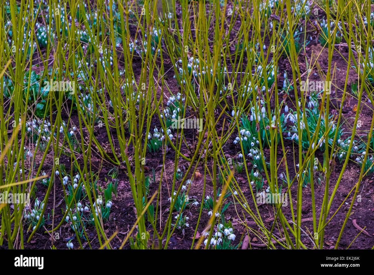Perce-neige Galanthus 'James Backhouse' vert poussant parmi les cornouillers à écorce. Banque D'Images