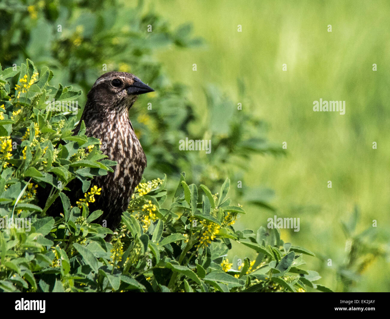 Femelle carouge à épaulettes (Agelaius phoeniceus) dans les buissons Banque D'Images