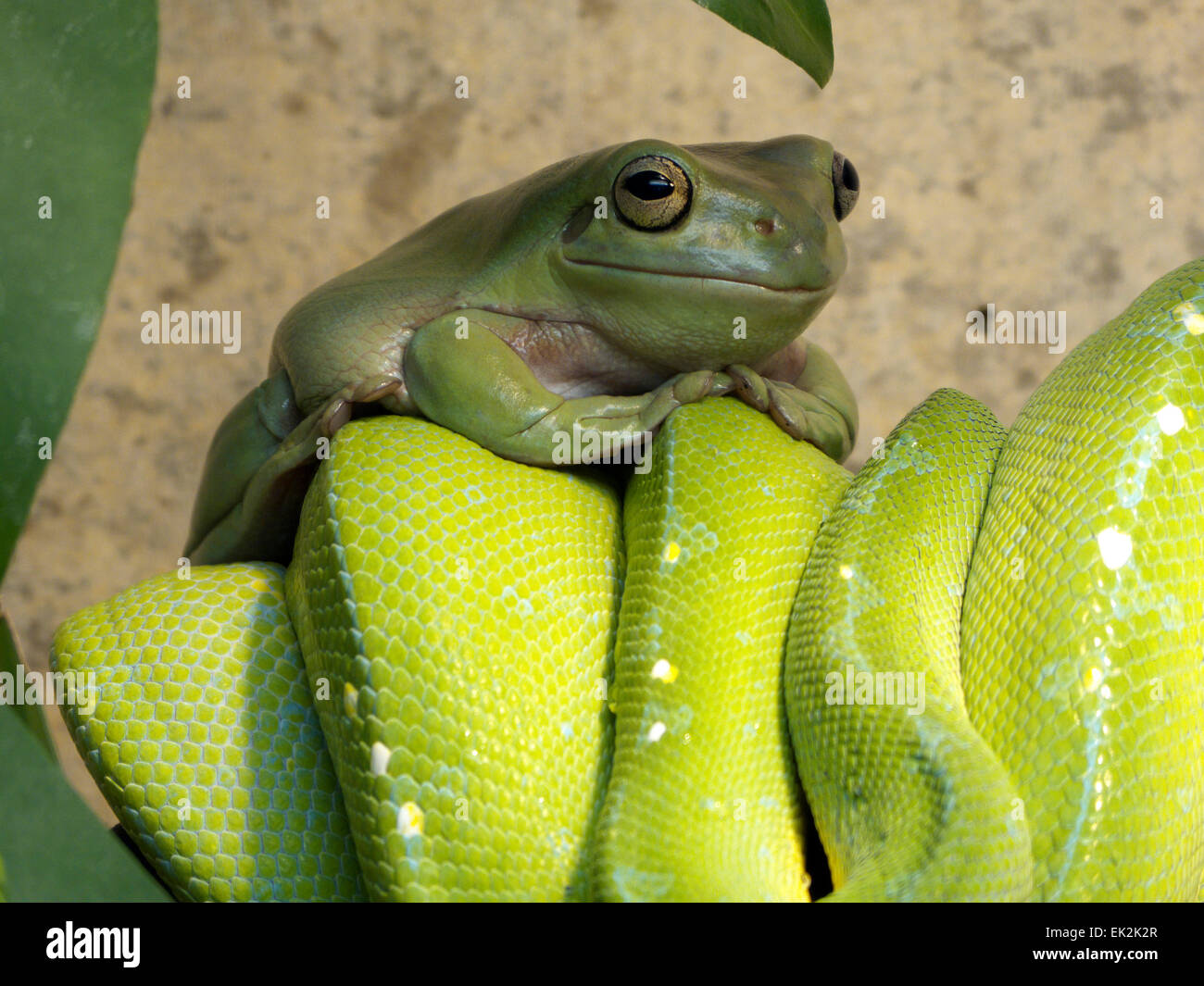 White's Tree Frog n Green Tree Python Banque D'Images