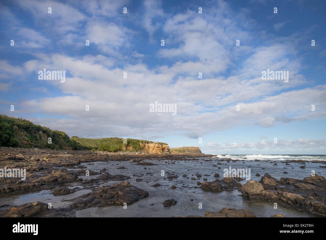 Curio Bay, Catlins, île du Sud, Nouvelle-Zélande. Banque D'Images