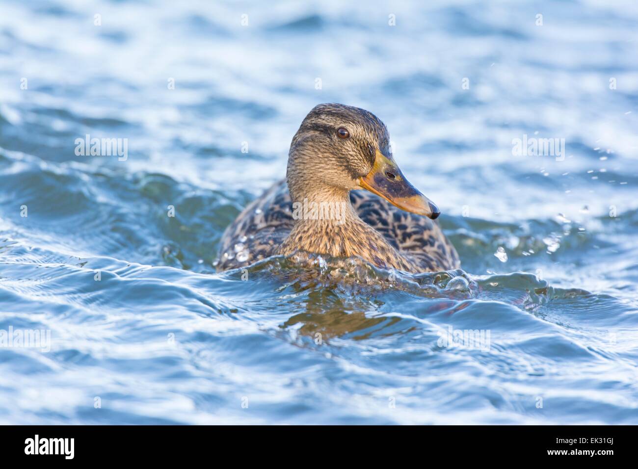 Canard colvert Anas platyrhynchos Banque D'Images