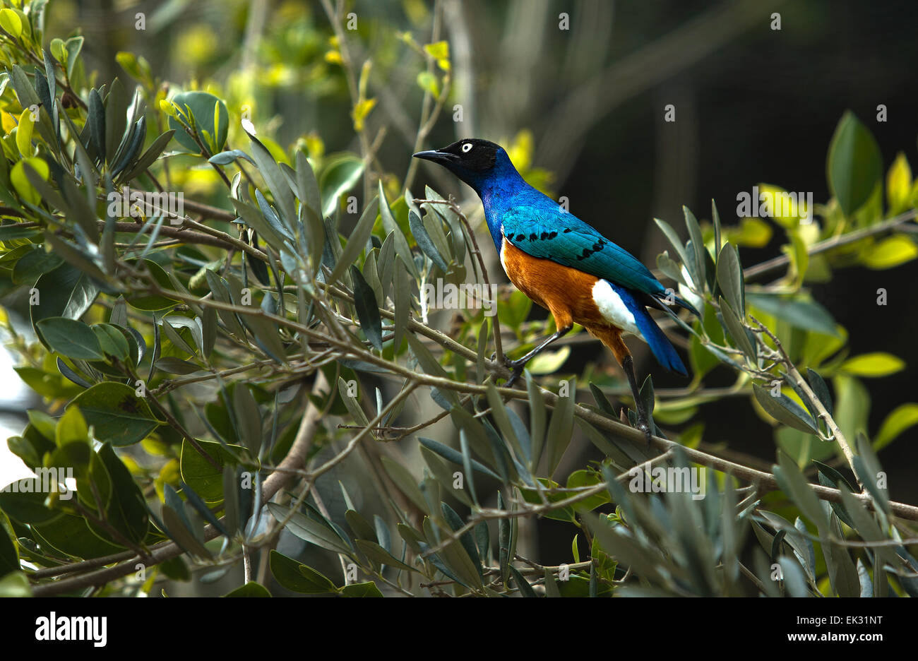 L'Étourneau superbe (Lamprotornis superbus) est un membre de la famille de starling oiseaux. Il peut souvent être trouvé en Afrique de l'Est Banque D'Images