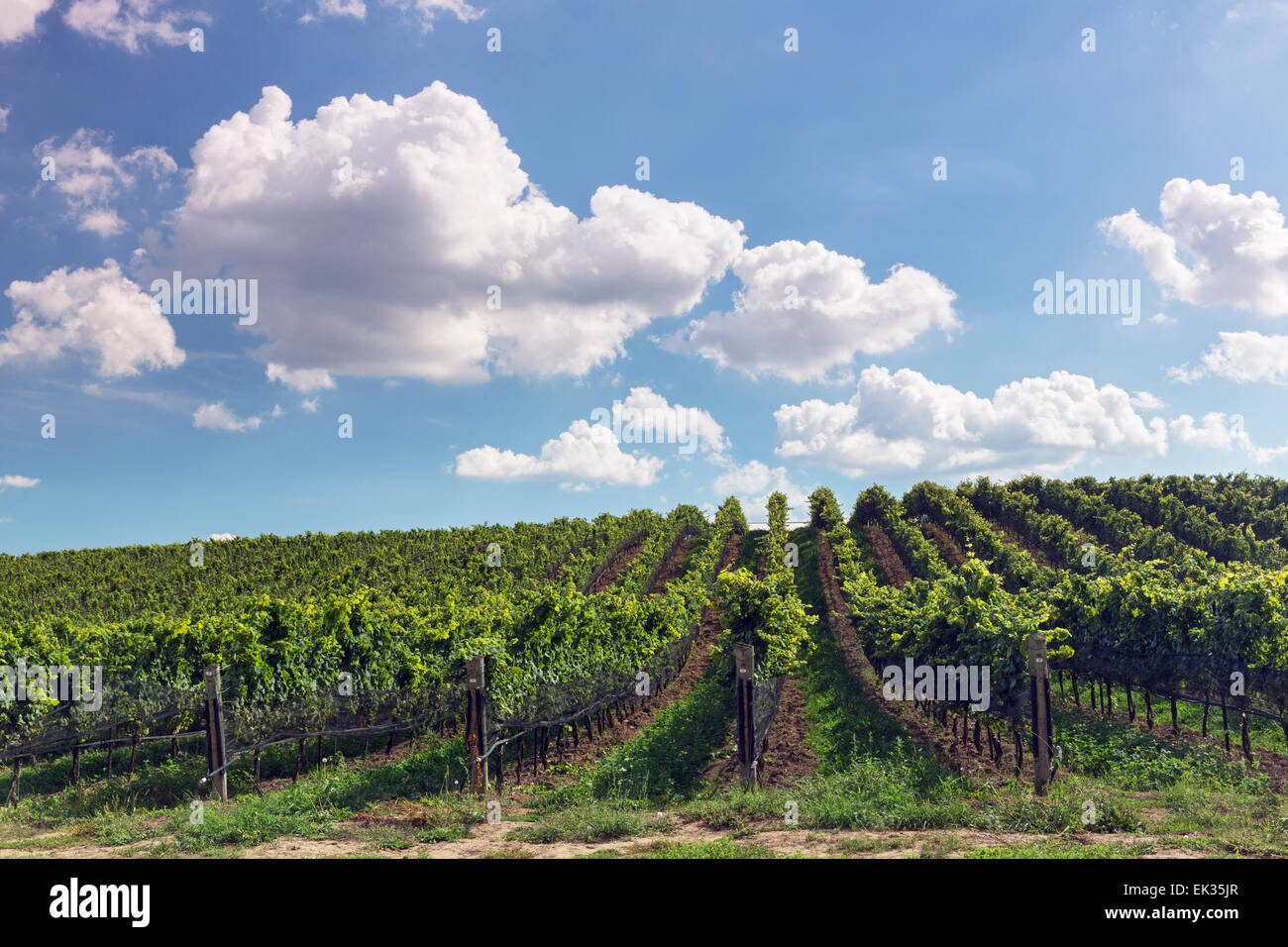 Canada, Ontario, Niagara-on-the Lake, vignobles au ravin Winery Banque D'Images