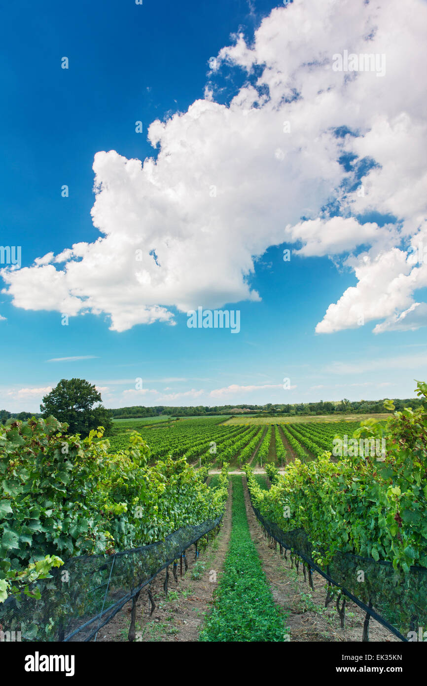 Canada, Ontario, Niagara-on-the Lake, vignobles au ravin Winery Banque D'Images