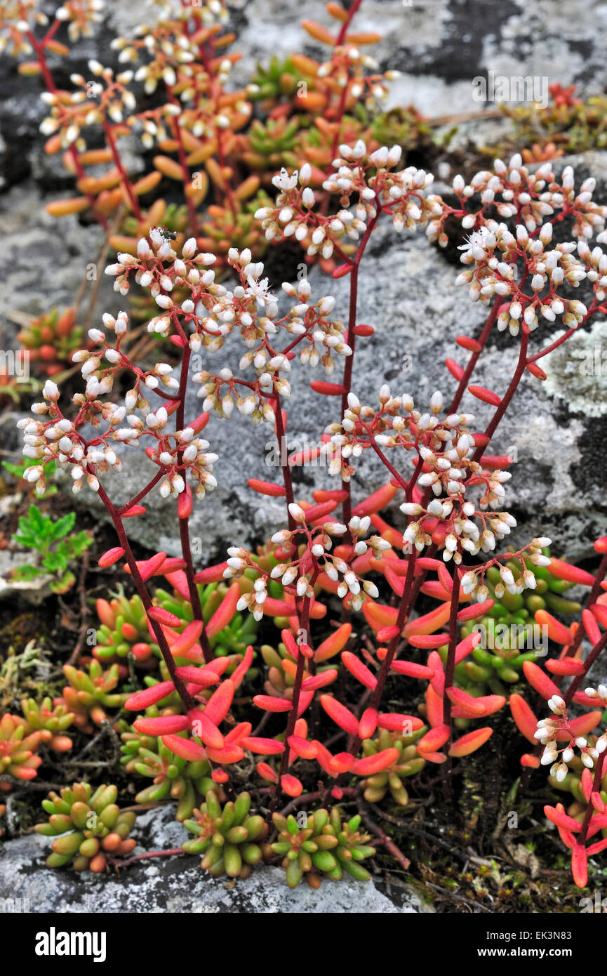 Orpin blanc (Sedum album) floraison parmi les rochers Banque D'Images