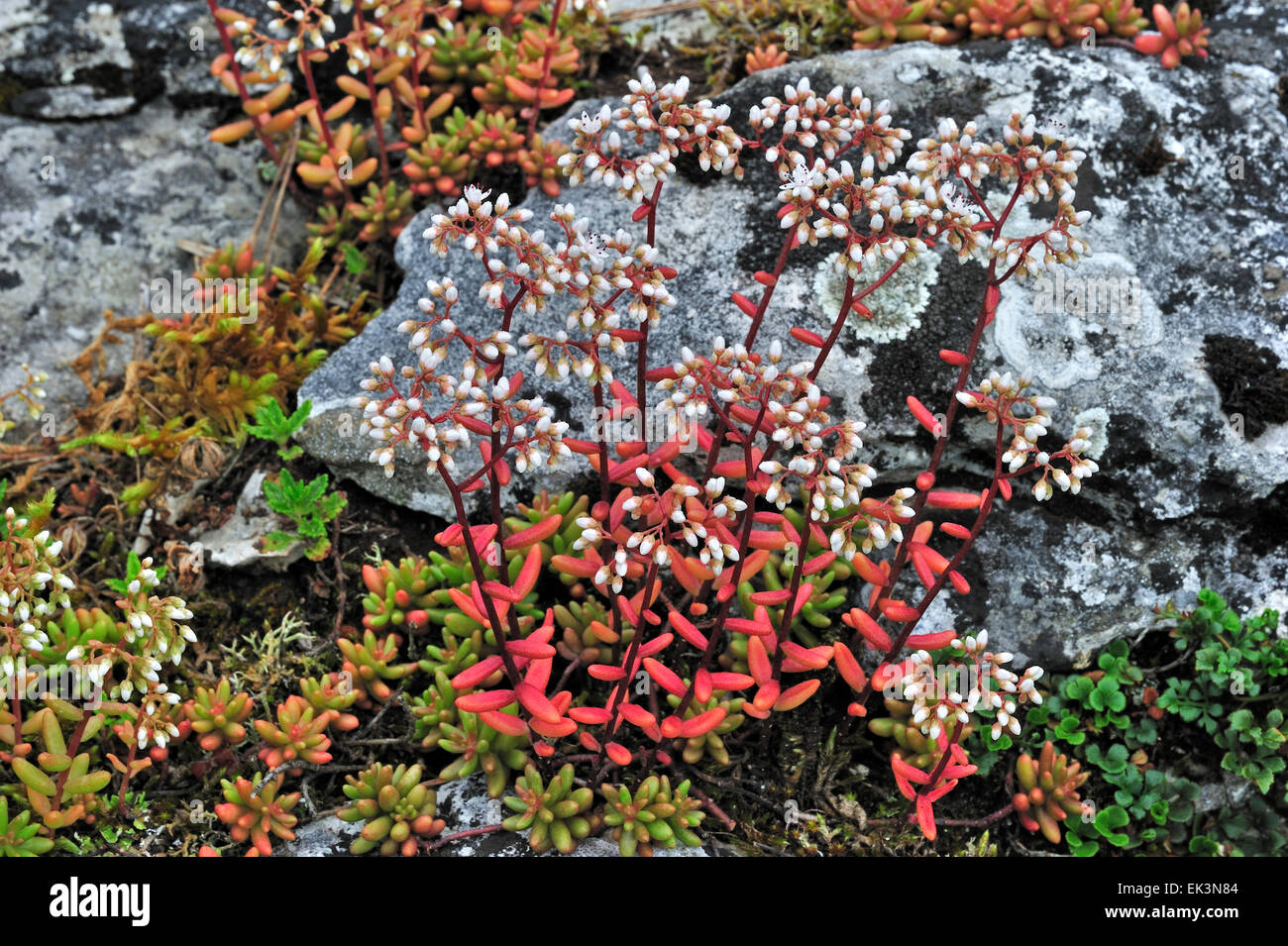 Orpin blanc (Sedum album) floraison parmi les rochers Banque D'Images