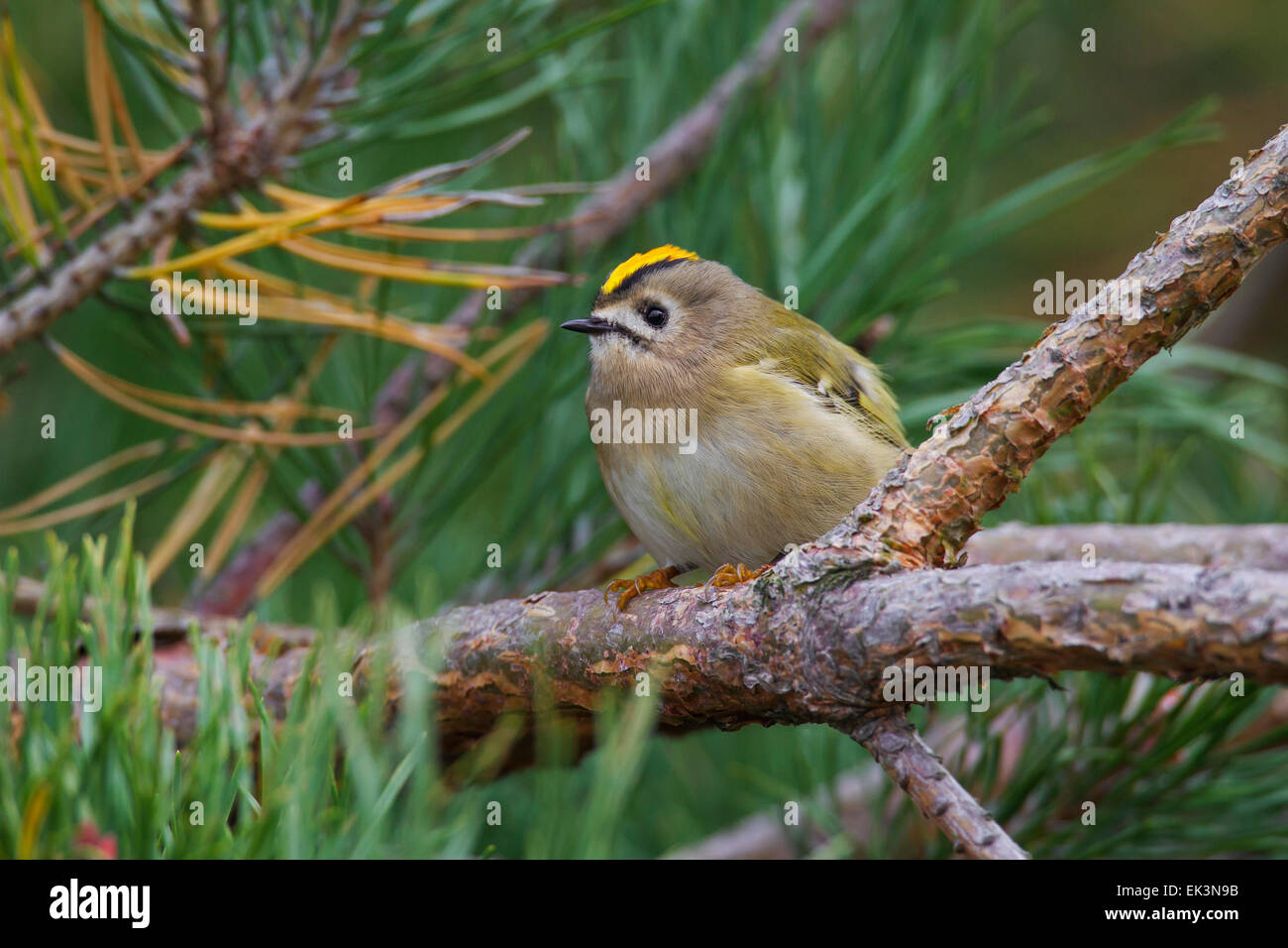 Goldcrest (Regulus regulus) perché en conifère Banque D'Images