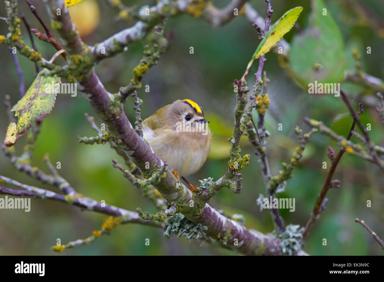 Goldcrest (Regulus regulus) perché dans l'arbre Banque D'Images