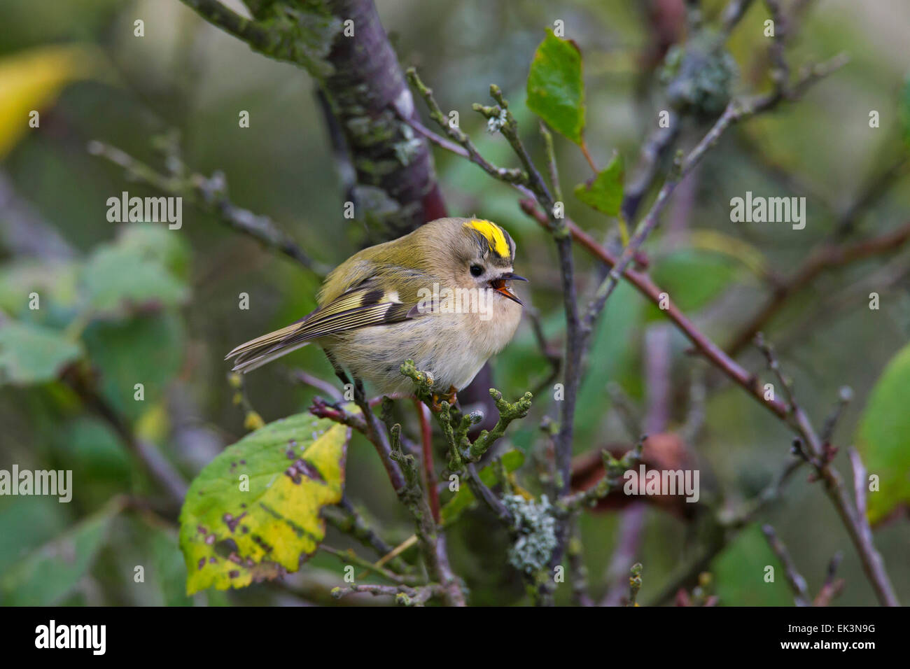 Goldcrest (Regulus regulus) appelez de l'arbre Banque D'Images