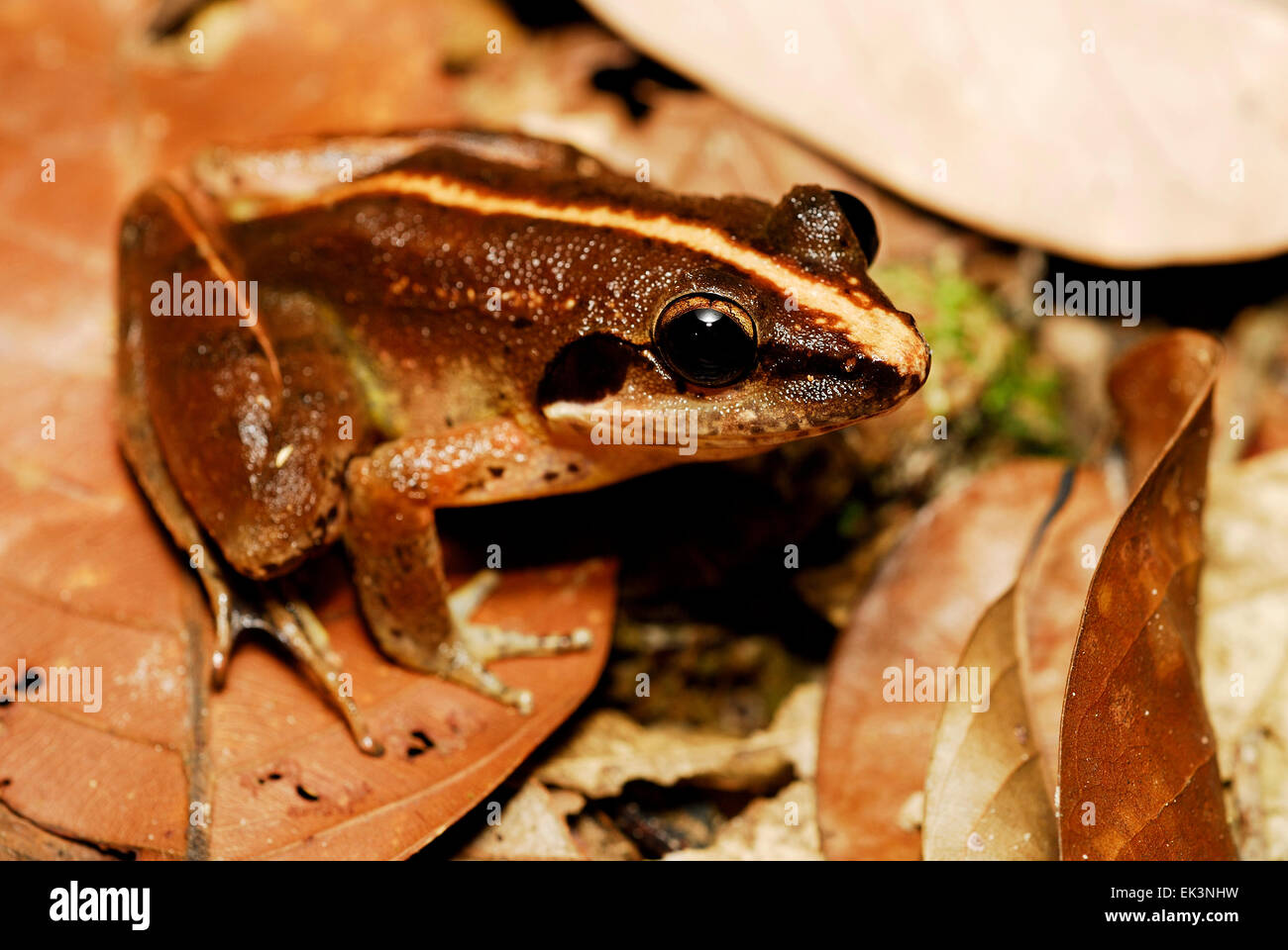 Les jeunes grenouilles Marais moindre (Limnonectes paramacrodon) dans la région de Kubah national park, Sarawak, Malaisie, Bornéo Banque D'Images