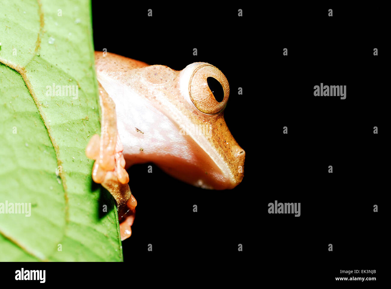 Grenouille arlequin (Rhacophorus pardalis) dans la région de Kubah national park, Sarawak, Malaisie, Bornéo Banque D'Images