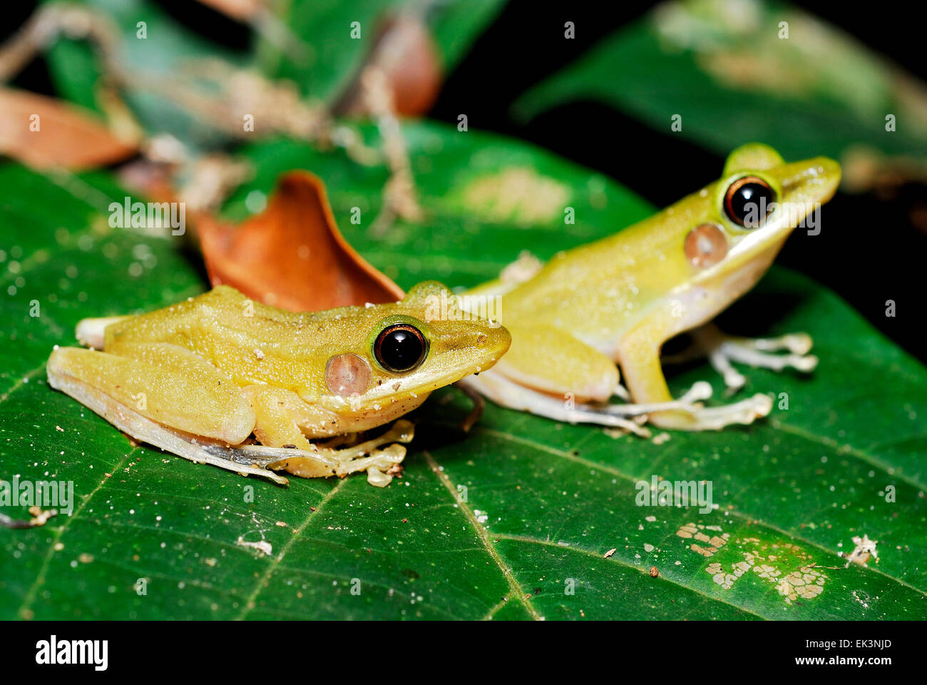 Hylarana raniceps (grenouille verte) sur une feuille verte de Kubah, Sarawak, Malaisie, Bornéo Banque D'Images
