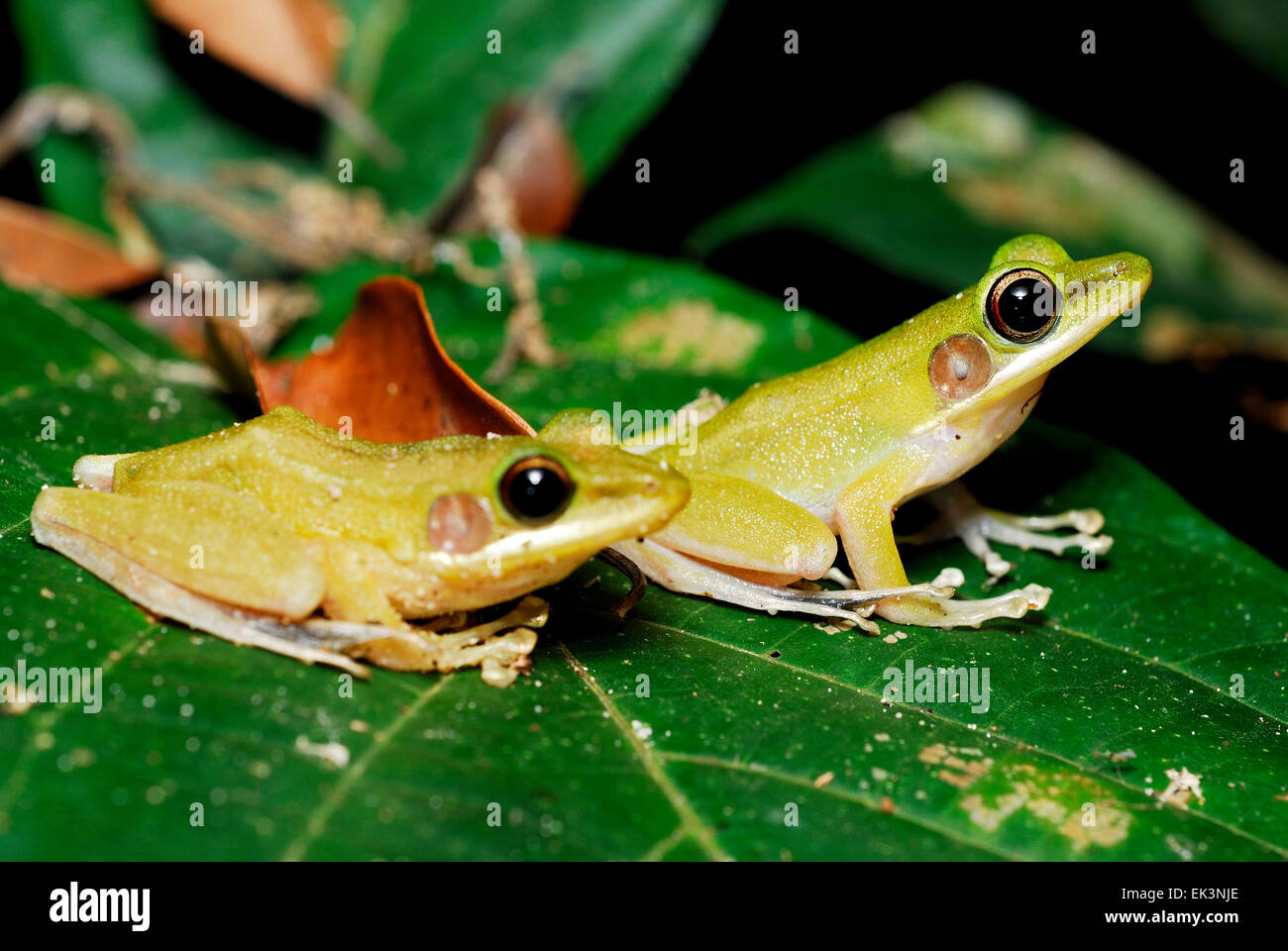 Hylarana raniceps (grenouille verte) sur une feuille verte de Kubah, Sarawak, Malaisie, Bornéo Banque D'Images
