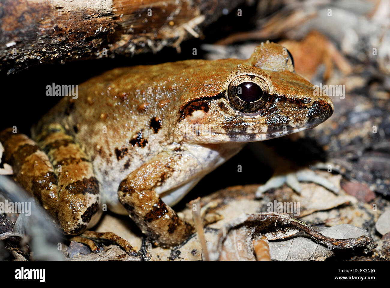 Rivière (la grenouille géante Limnonectes leporinus) dans un étang de Kubah national park, Sarawak, Malaisie, Bornéo Banque D'Images