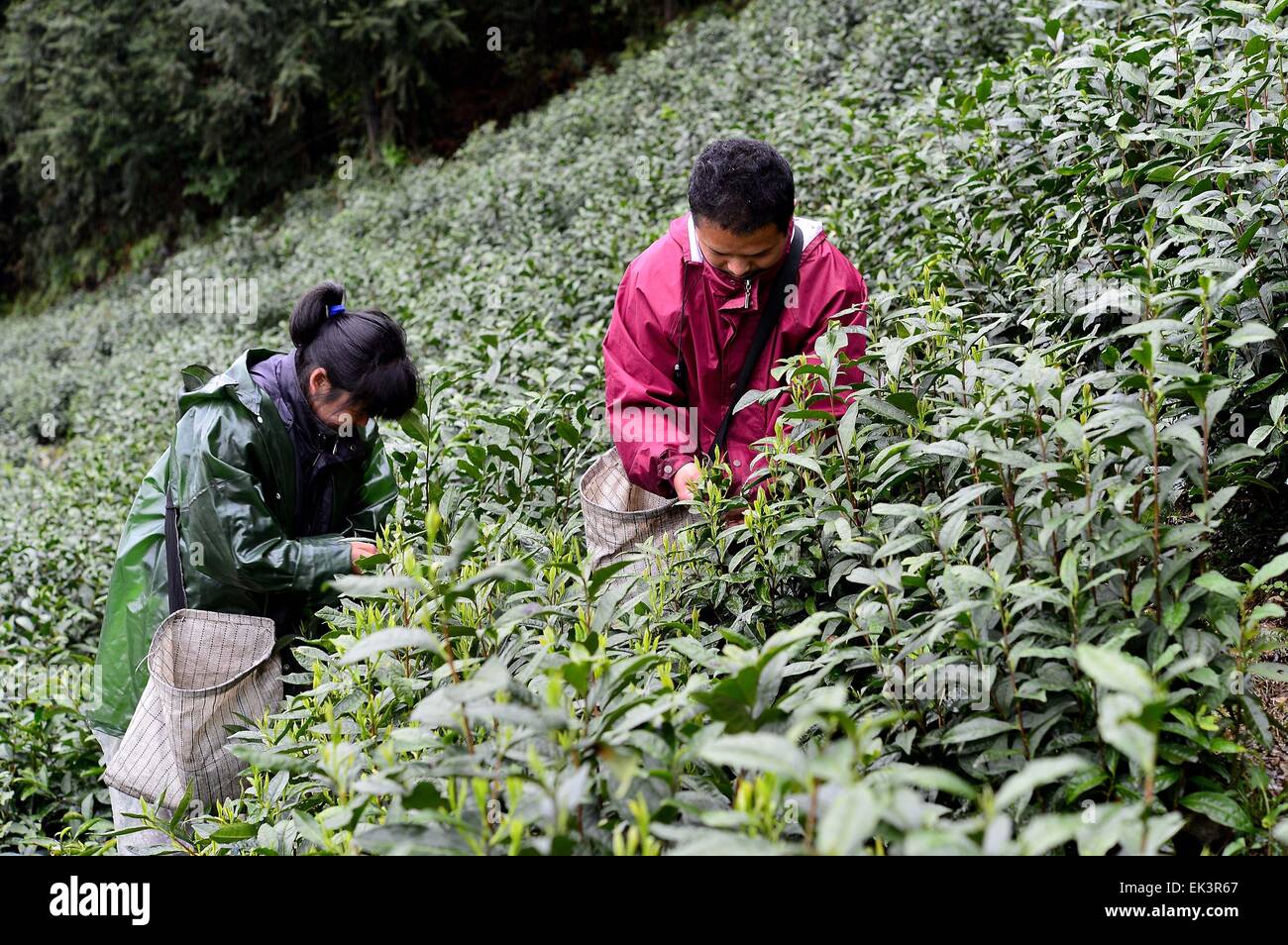 6 avril 2015 - Qiangdaohu, Zhejiang, République populaire de Chine - un couple d'agriculteurs locaux la collecte de thé vert chinois dans les montagnes de Qiangdaohu, Province de Zhejiang en Chine orientale. © Marcio Machado/ZUMA/Alamy Fil Live News Banque D'Images