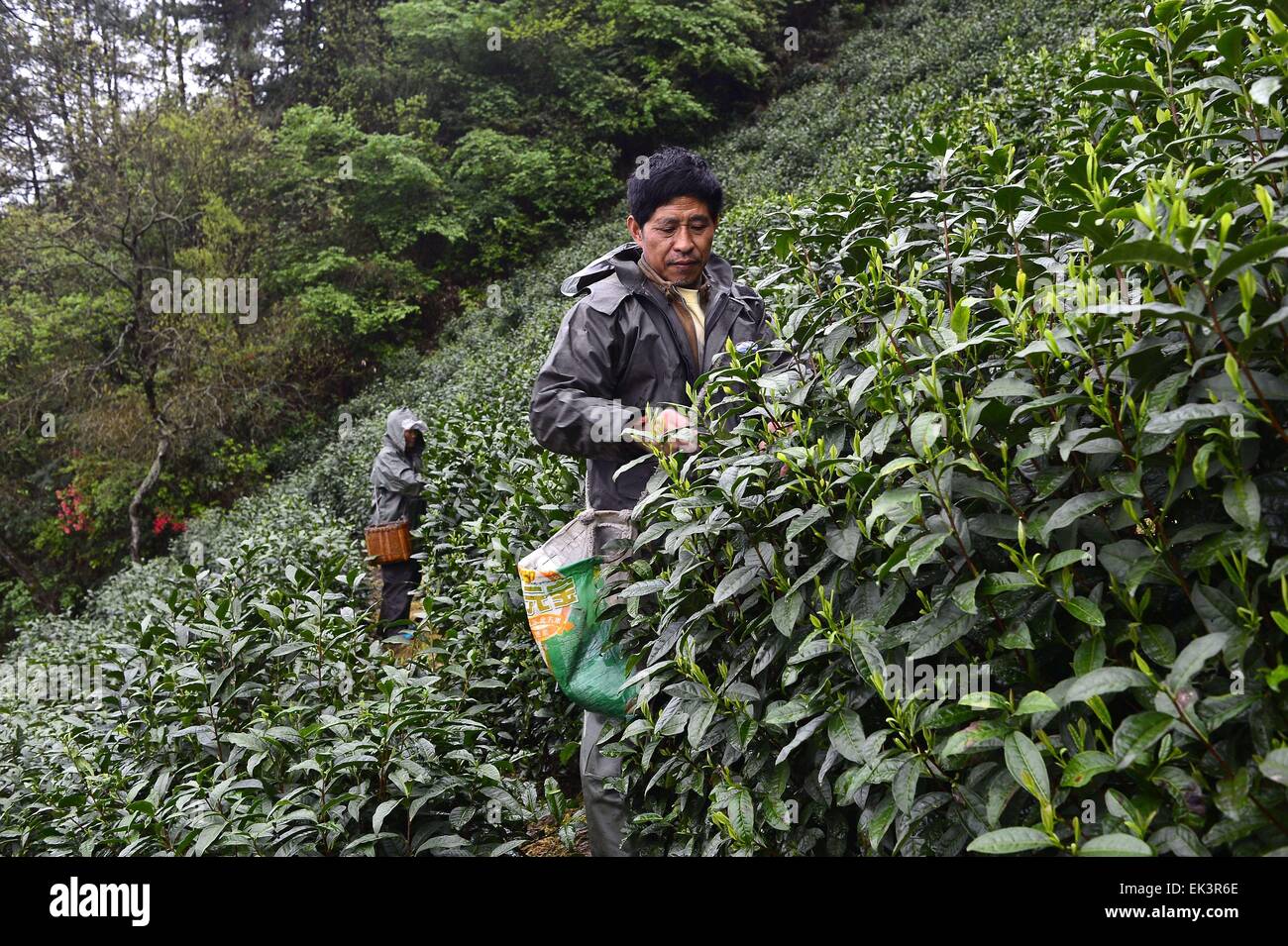 6 avril 2015 - Qiangdaohu, Zhejiang, République populaire de Chine - un agriculteur local la collecte de thé vert chinois dans les montagnes de Qiangdaohu, Province de Zhejiang en Chine orientale. © Marcio Machado/ZUMA/Alamy Fil Live News Banque D'Images