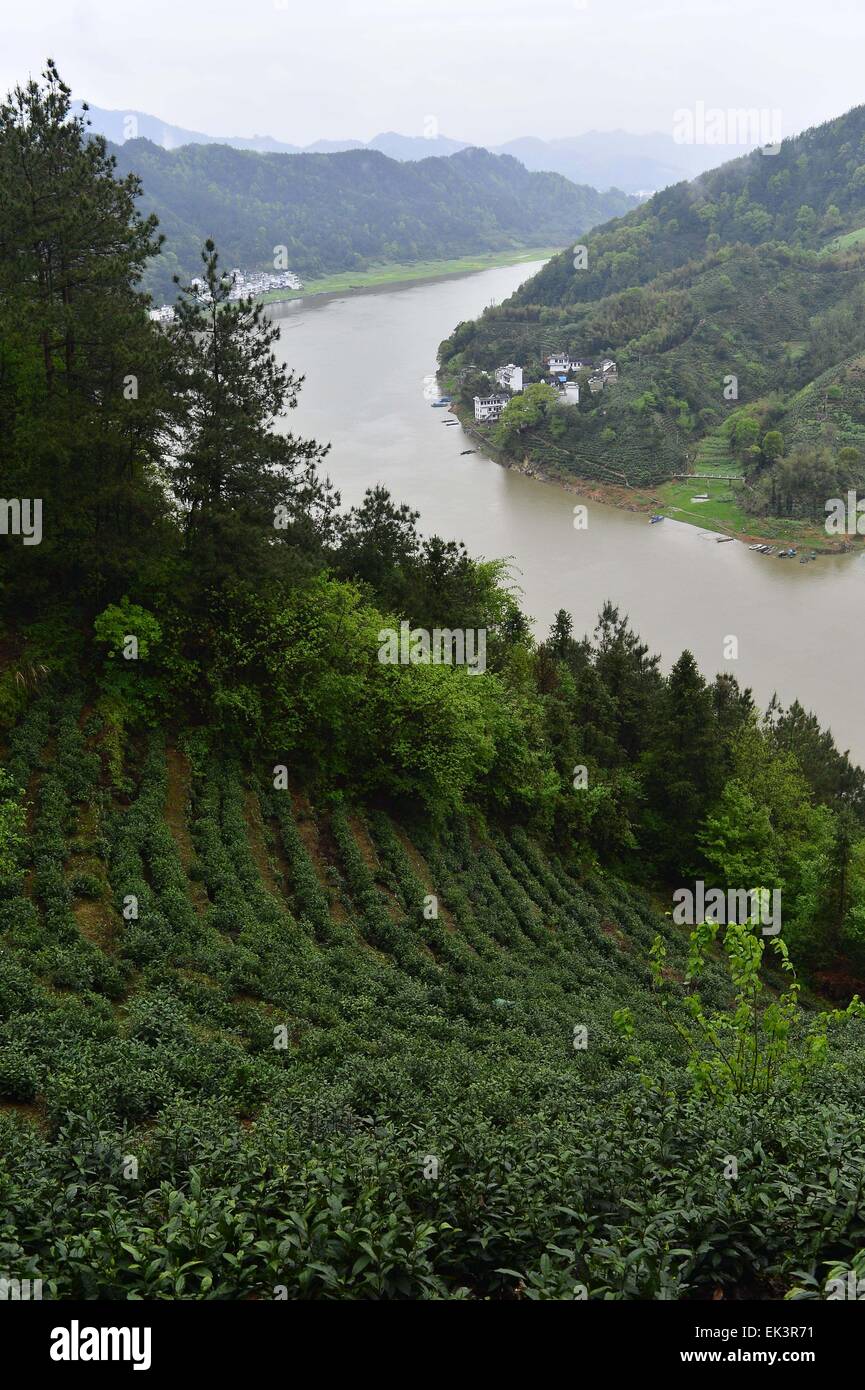 6 avril 2015 - Qiangdaohu, Zhejiang, République populaire de Chine - Terrasses de thé vert chinois dans les montagnes de Qiangdaohu, Province de Zhejiang en Chine orientale. (Crédit Image : © Marcio Machado/Zuma sur le fil) Banque D'Images