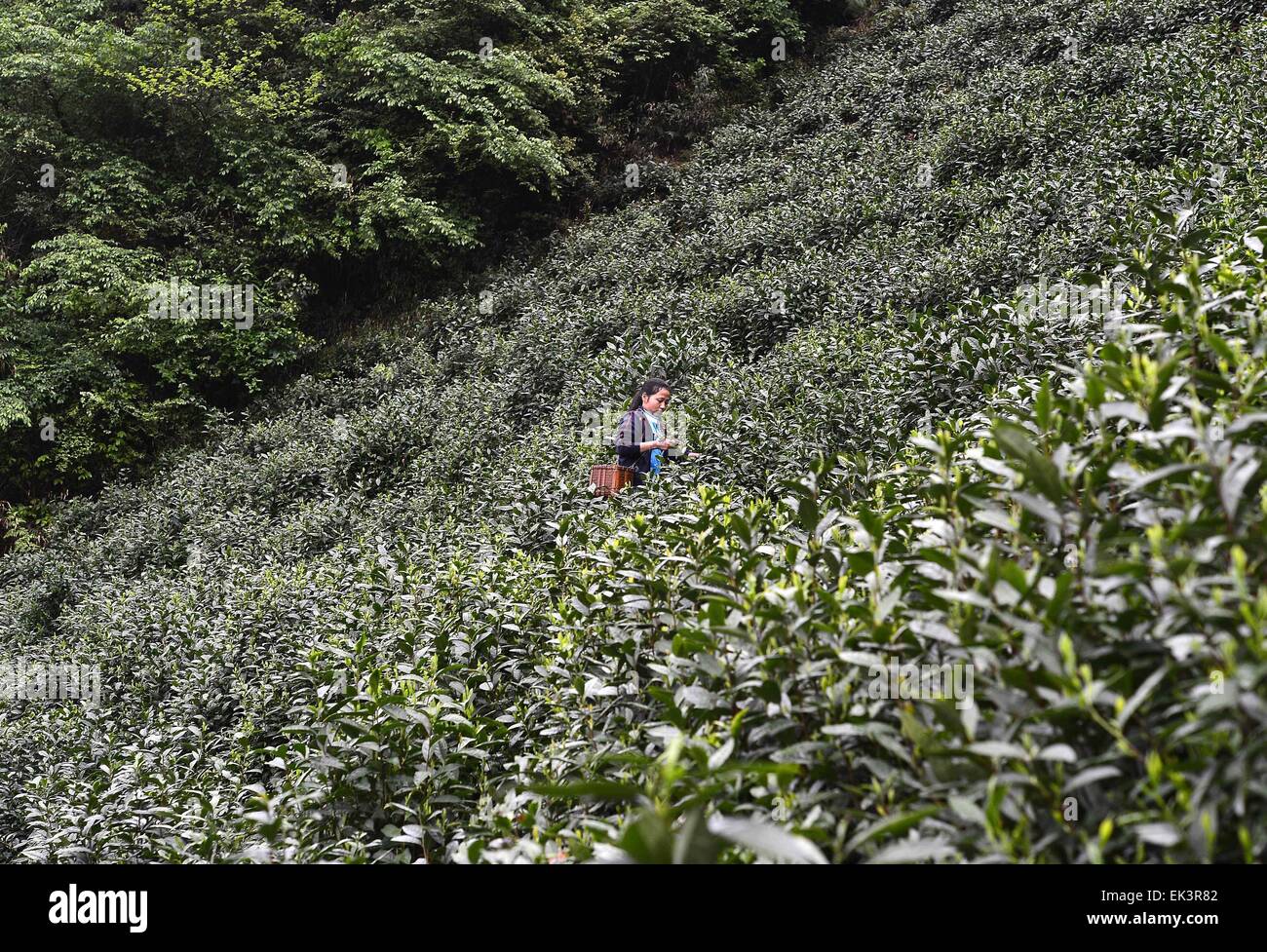 6 avril 2015 - Qiangdaohu, Zhejiang, République populaire de Chine - un agriculteur local la collecte de thé vert chinois dans les montagnes de Qiangdaohu, Province de Zhejiang en Chine orientale. (Crédit Image : © Marcio Machado/Zuma sur le fil) Banque D'Images