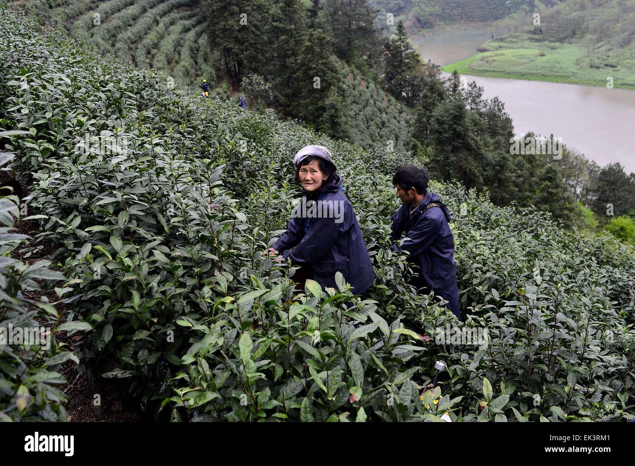 6 avril 2015 - Qiangdaohu, Zhejiang, République populaire de Chine - un couple d'agriculteurs locaux la collecte de thé vert chinois dans les montagnes de Qiangdaohu, Province de Zhejiang en Chine orientale. © Marcio Machado/ZUMA/Alamy Fil Live News Banque D'Images
