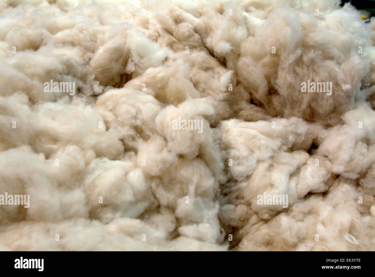 Laine de mouton nettoyée dans une usine de laine Banque D'Images
