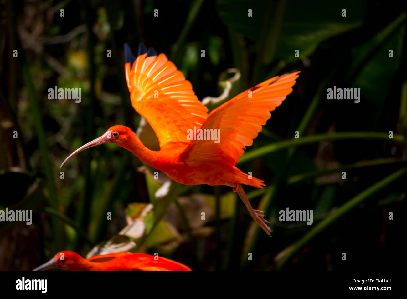 Un Ibis rouge prend son envol. Banque D'Images