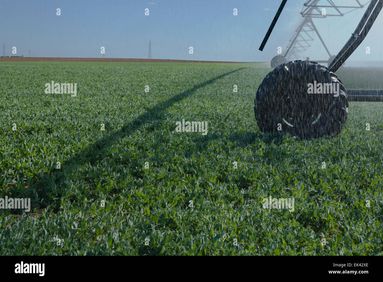L'irrigation à pivot central est une forme de l'irrigation par aspersion composé de plusieurs segments de tuyau (généralement de l'acier galvanisé ou al Banque D'Images