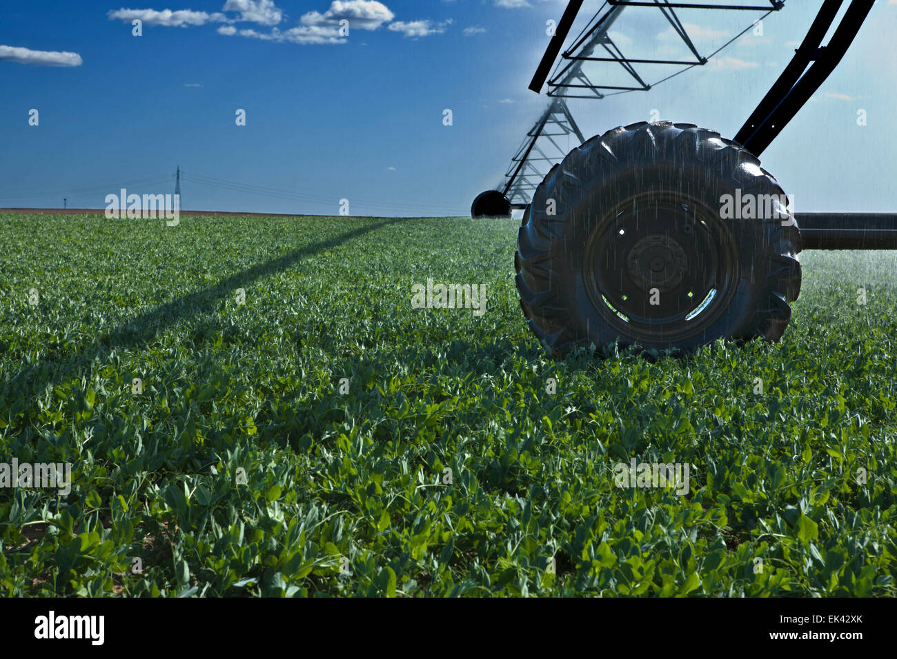 L'irrigation à pivot central est une forme de l'irrigation par aspersion composé de plusieurs segments de tuyau (généralement de l'acier galvanisé ou al Banque D'Images