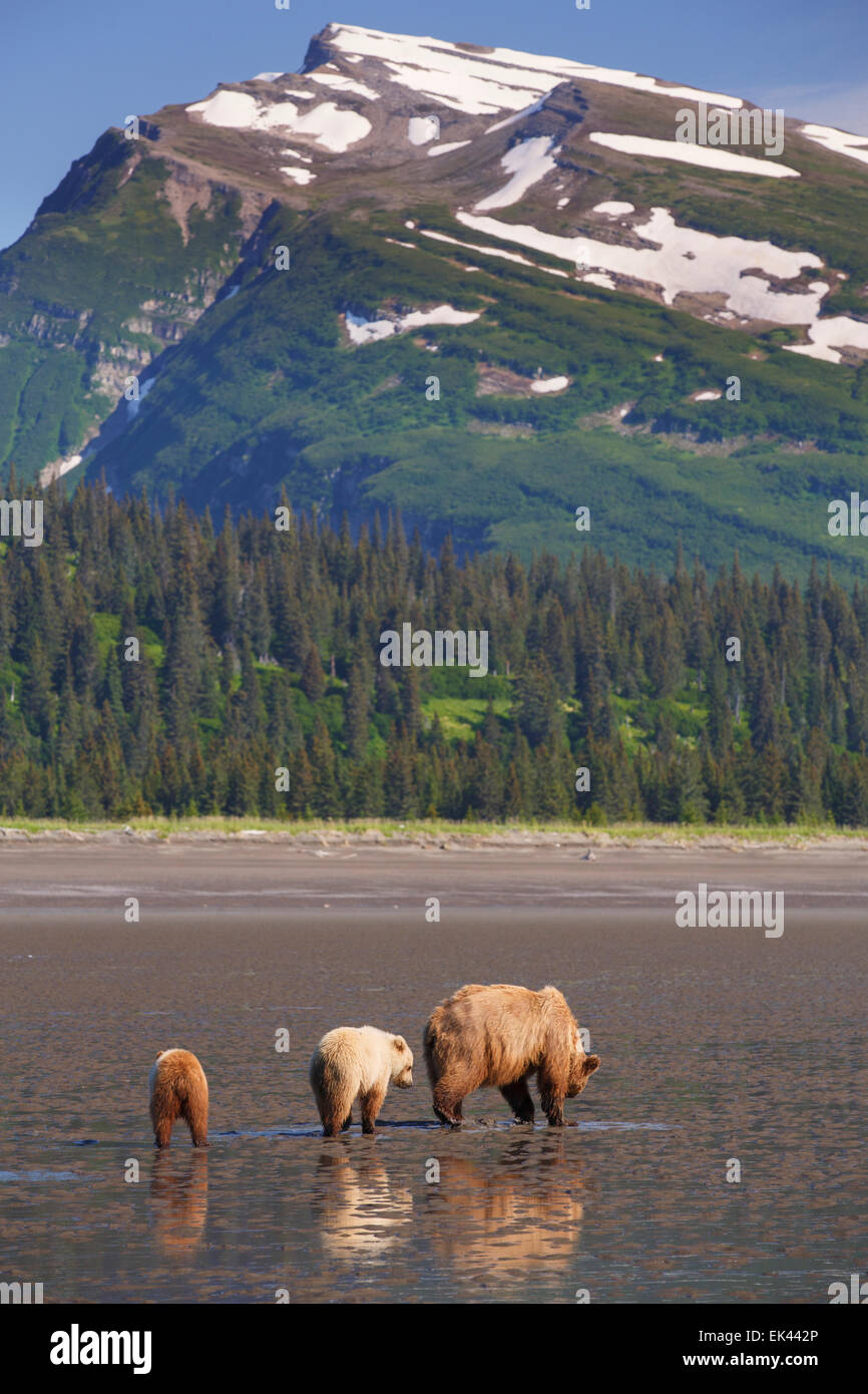 Brown / Grizzli, Lake Clark National Park, Alaska Banque D'Images