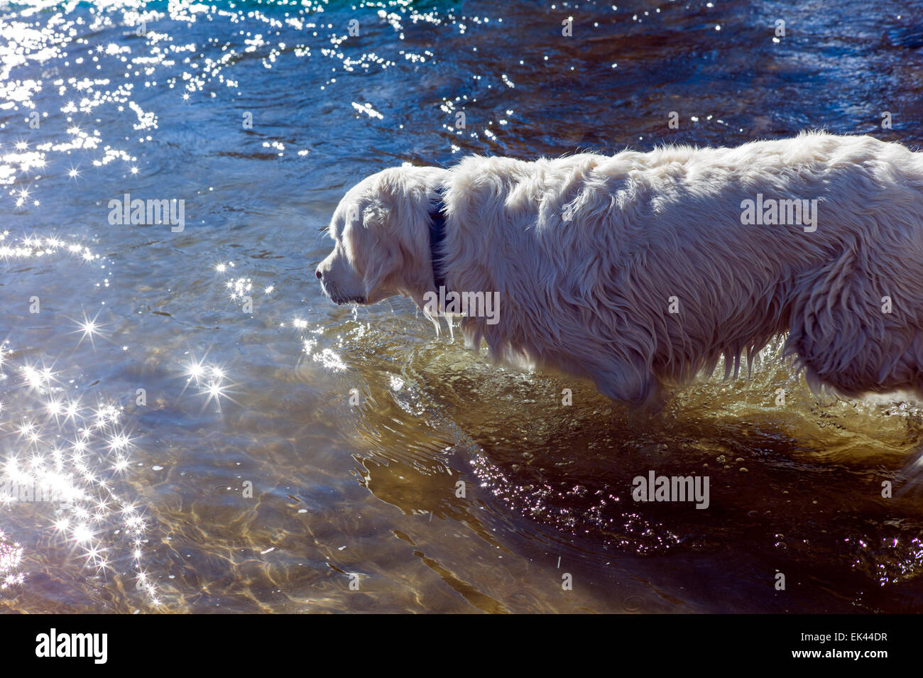 Couleur platine Golden Retriever chien jouant dans la rivière Arkansas, Salida, Colorado, USA Banque D'Images