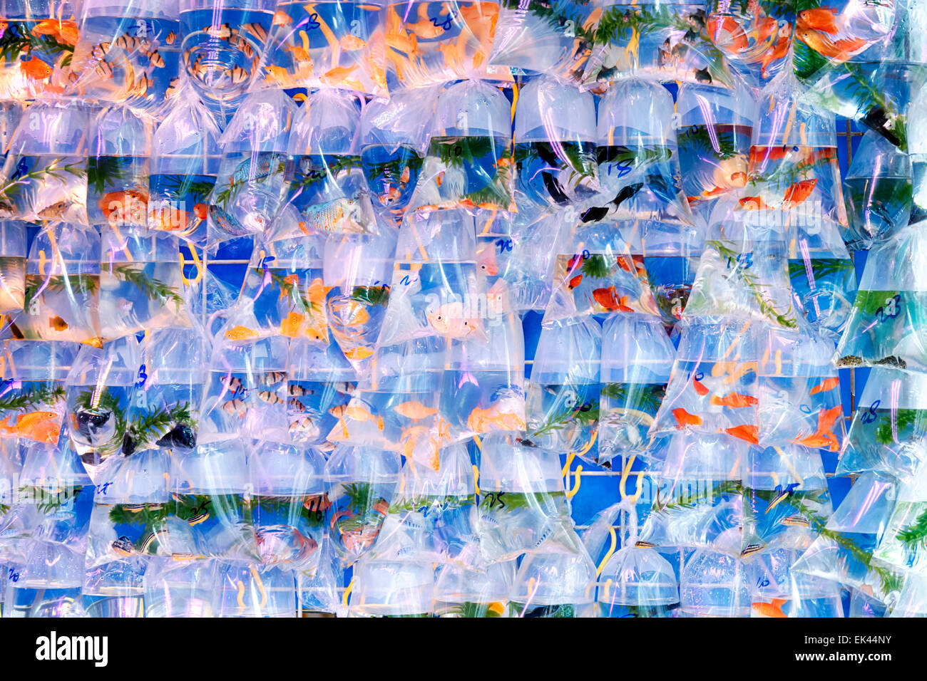 Poissons d'Aquarium d'affiche dans des sacs en plastique en vente dans le marché de poissons rouges dans la région de Mong Kok, Hong Kong. Banque D'Images