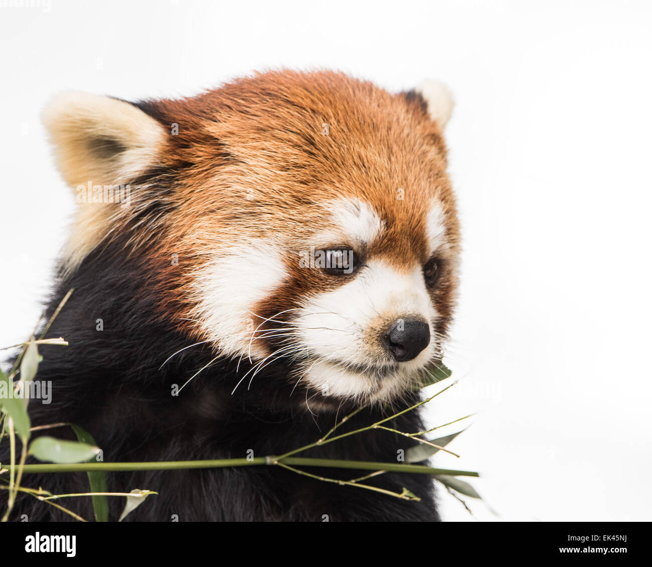 3/4 Portrait d'un panda rouge sur un fond blanc. Banque D'Images