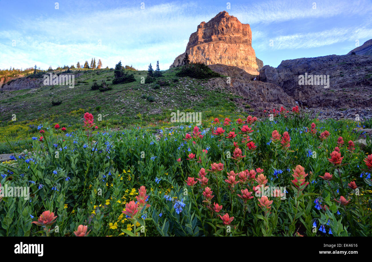 Mt. Timpanogos fleurs sauvages au coucher du soleil - montagnes Wasatch - Utah Banque D'Images