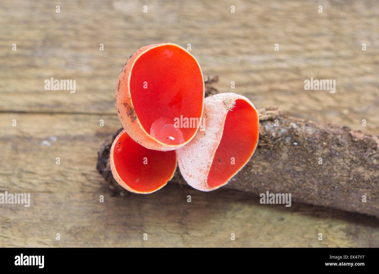 Trois champignons rouge Sarcoscypha austriaca isoleted sur bois Banque D'Images