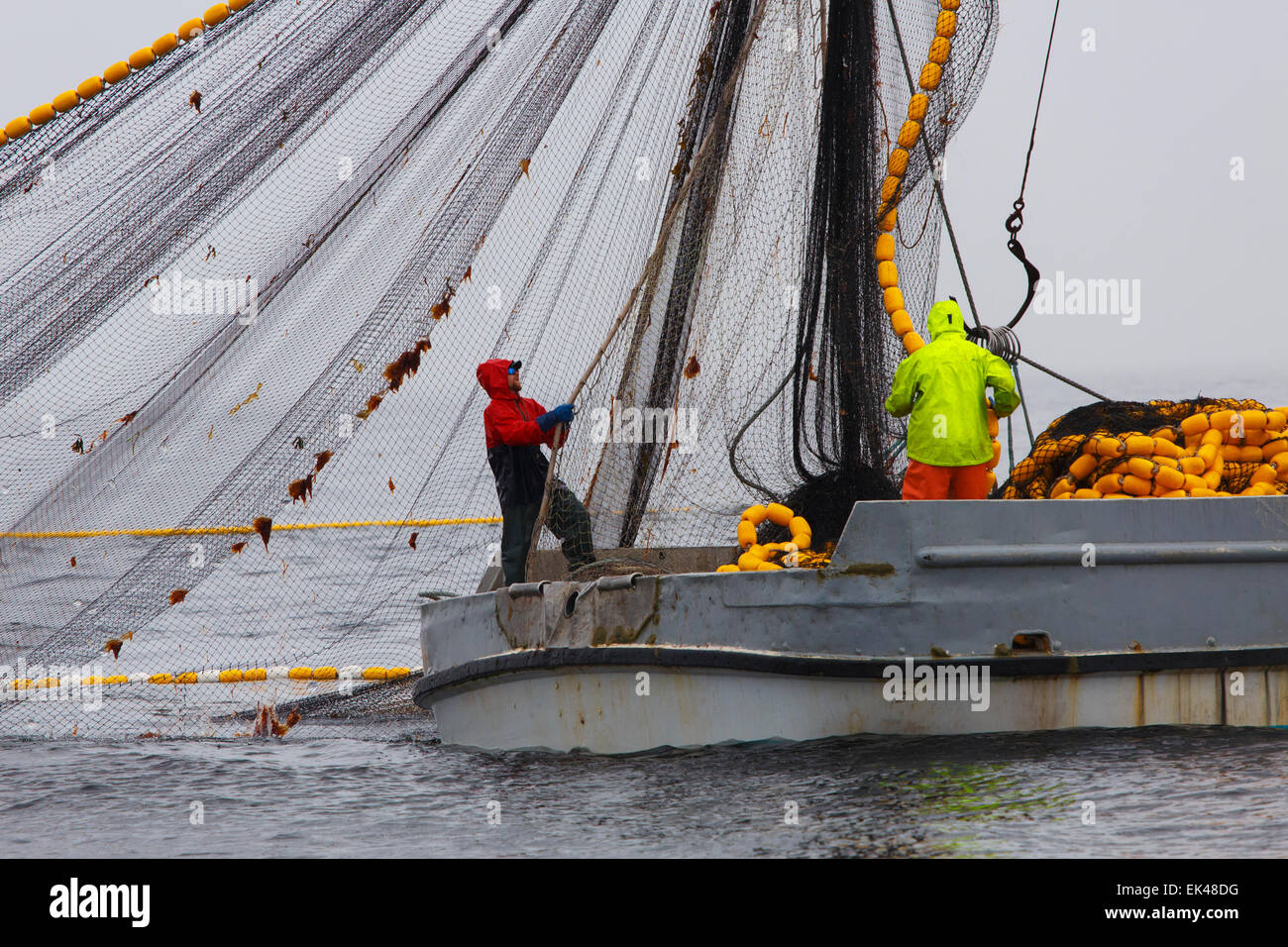 Bateaux de pêche commerciale du saumon à la senne près de Ketchikan, Alaska. Banque D'Images