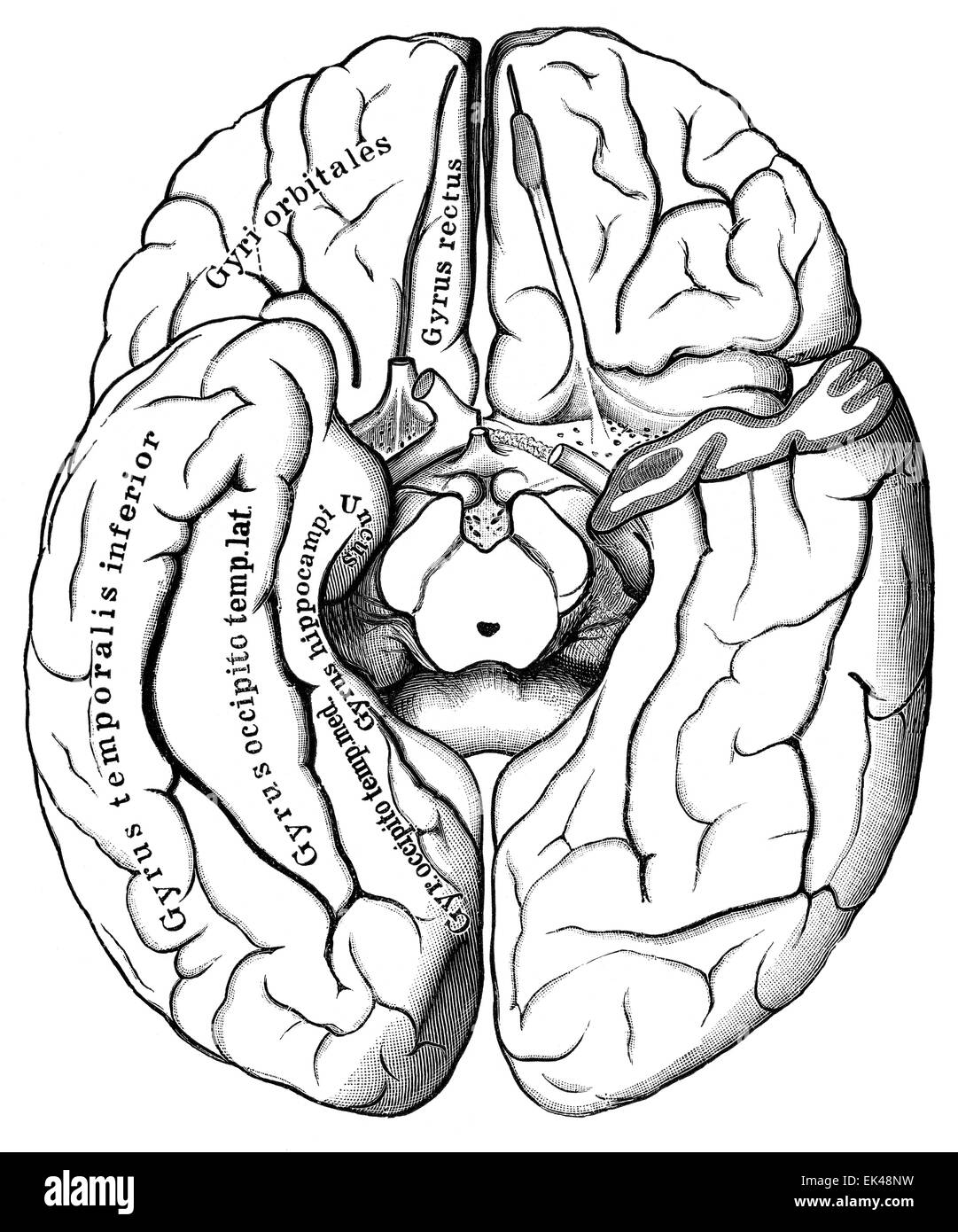 Le cerveau humain vu du dessous, Banque D'Images