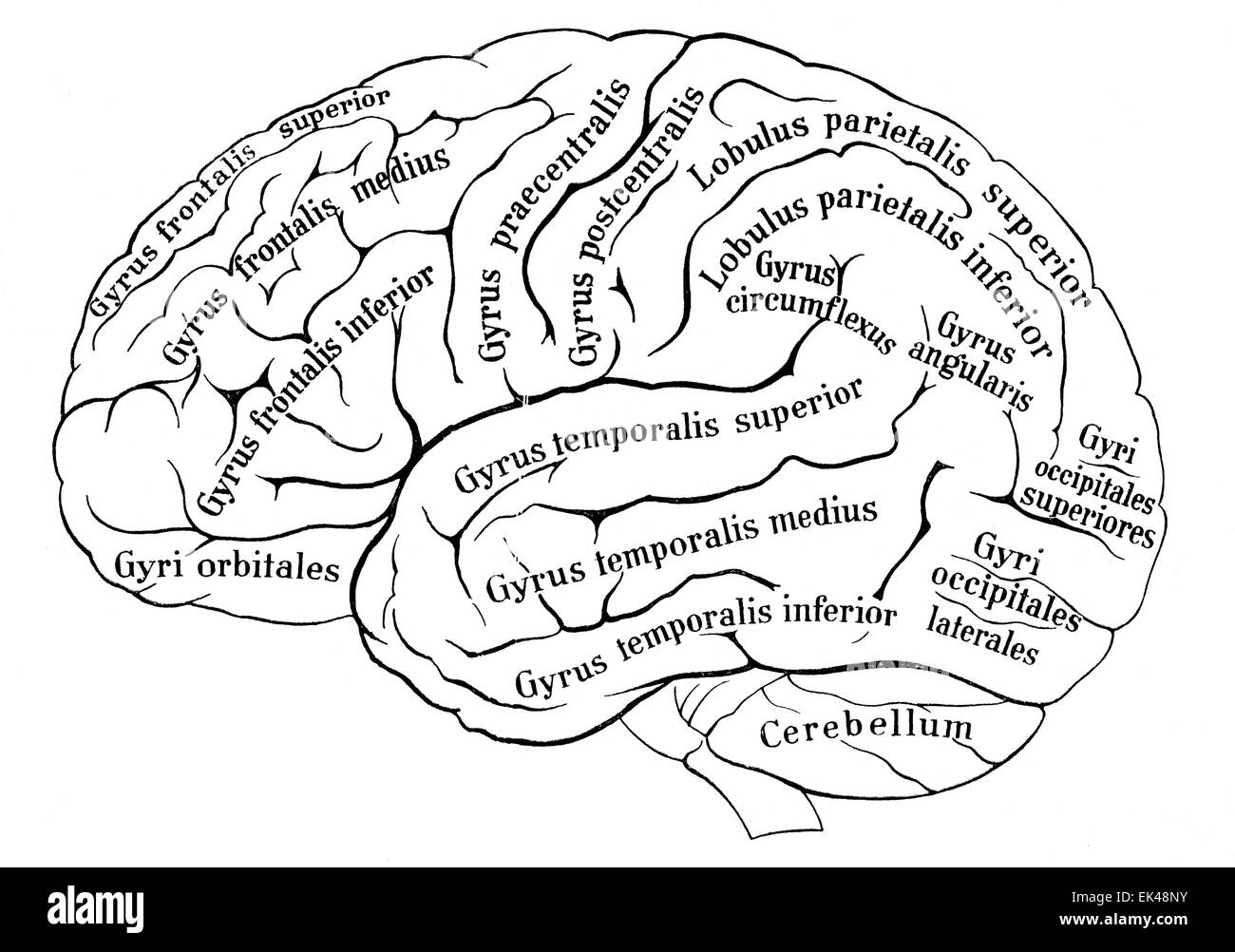 L'hémisphère gauche du cerveau humain Photo Stock - Alamy