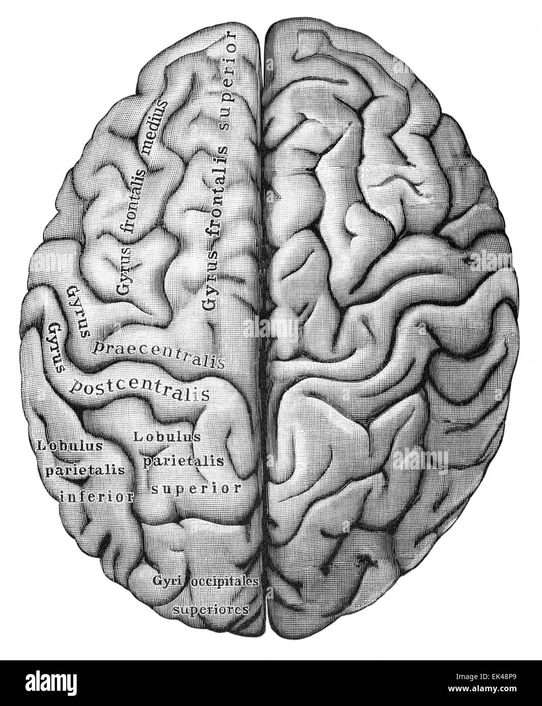Le cerveau humain vu du dessus, Banque D'Images