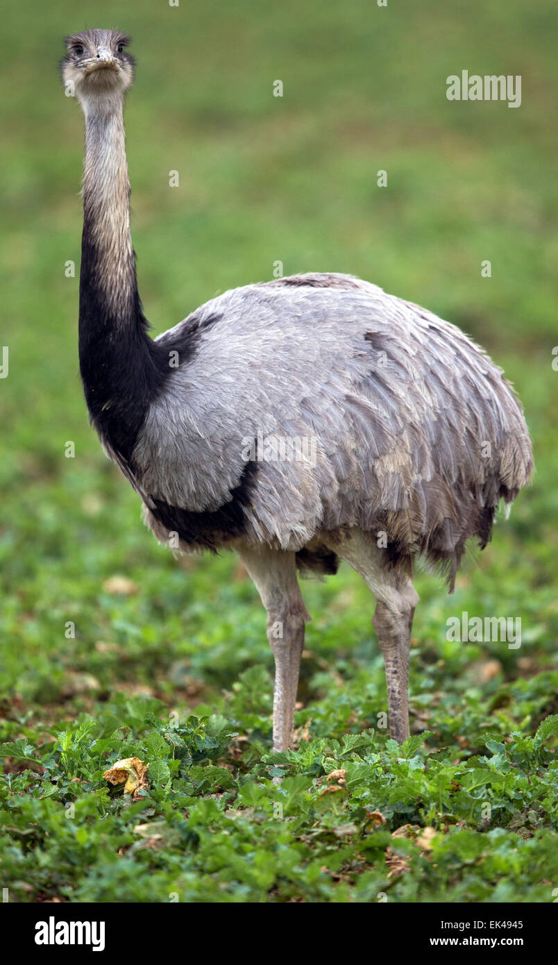 Utecht, Allemagne. Mar 27, 2015. Un sauvage rhea rss sur un champ de canola près de Utecht, Allemagne, 27 mars 2015. Un récent recensement des nandous sauvages ont montré qu'elles sont l'expansion de leur habitat. Environ 140 nandou qui ont leur habitat d'origine en Amérique du Sud ont été observés. Les animaux échappés d'un élevage en liberté près de l'aéroport de Lübeck en 2000, préfèrent les paysages ouverts et vivre sur verdancy de champs et prairies. Photo : JENS BUETTNER/dpa/Alamy Live News Banque D'Images