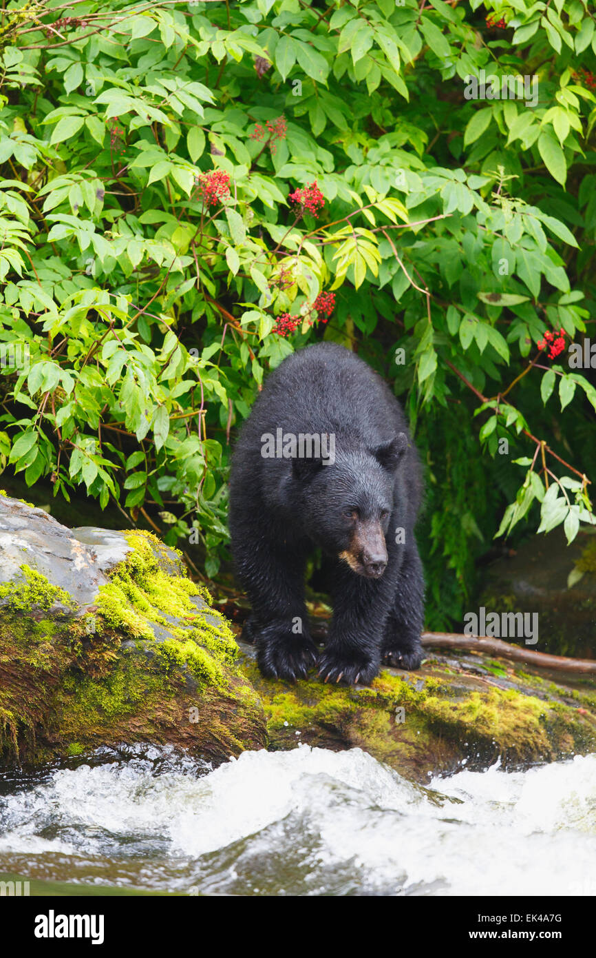 L'ours noir à l'écloserie de la baie les Neets Tongass National Forest,, près de Ketchikan, Alaska. Banque D'Images