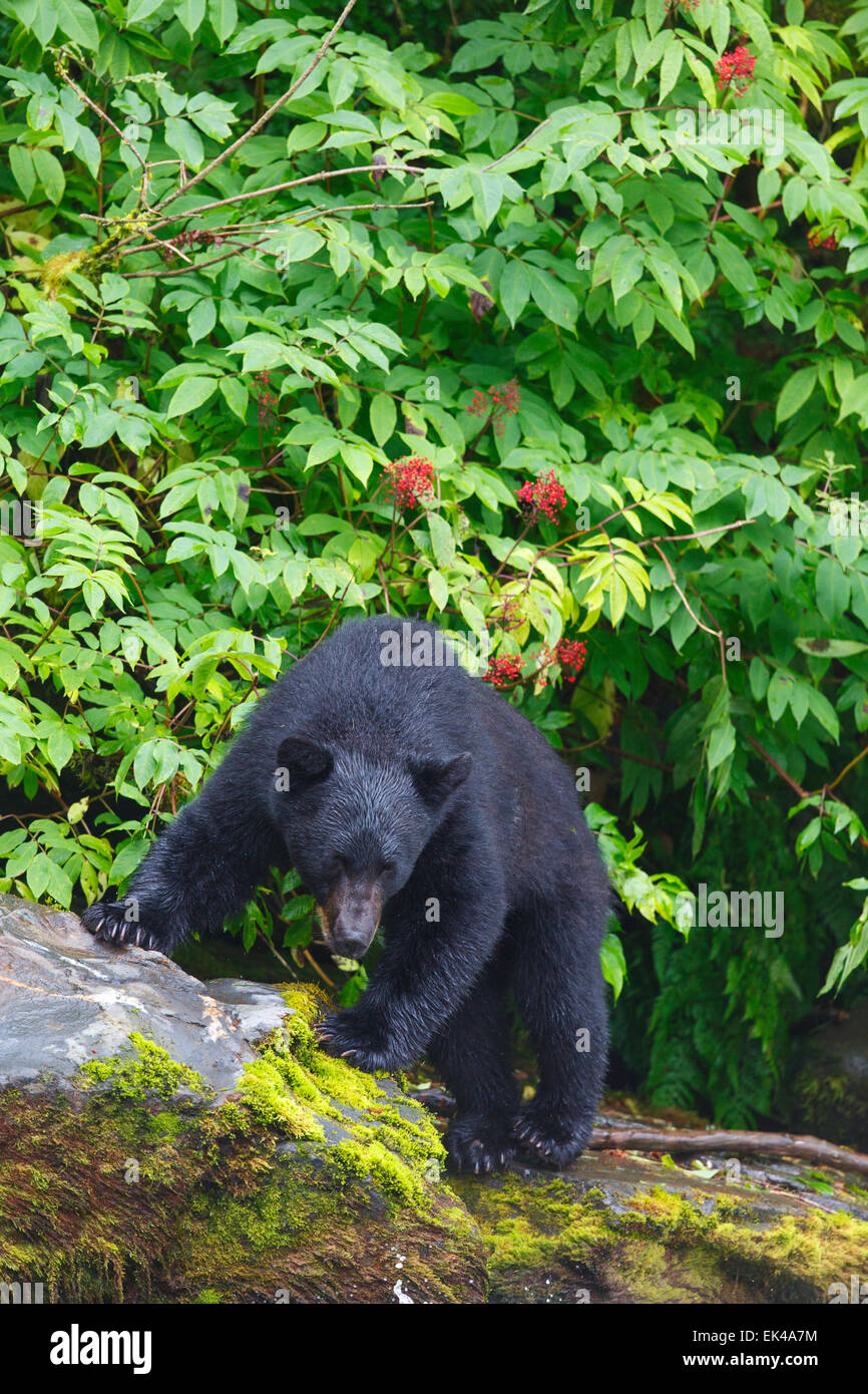 L'ours noir à l'écloserie de la baie les Neets Tongass National Forest,, près de Ketchikan, Alaska. Banque D'Images