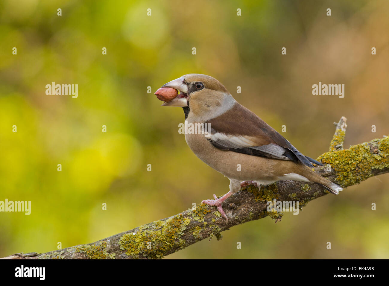 (Coccothraustes coccothraustes Hawfinch) perché sur une branche. Ce finch a queue courte et a un bec stong pour graines de fissuration Banque D'Images