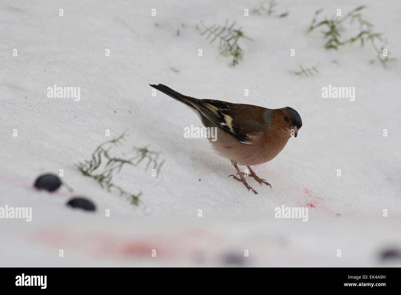 Chaffinch. (Fringilla coelebs chaffinch mâle) dans la neige. Pinsons ne sont pas les oiseaux migrateurs qui se nourrit principalement de graines. Ils sont f Banque D'Images