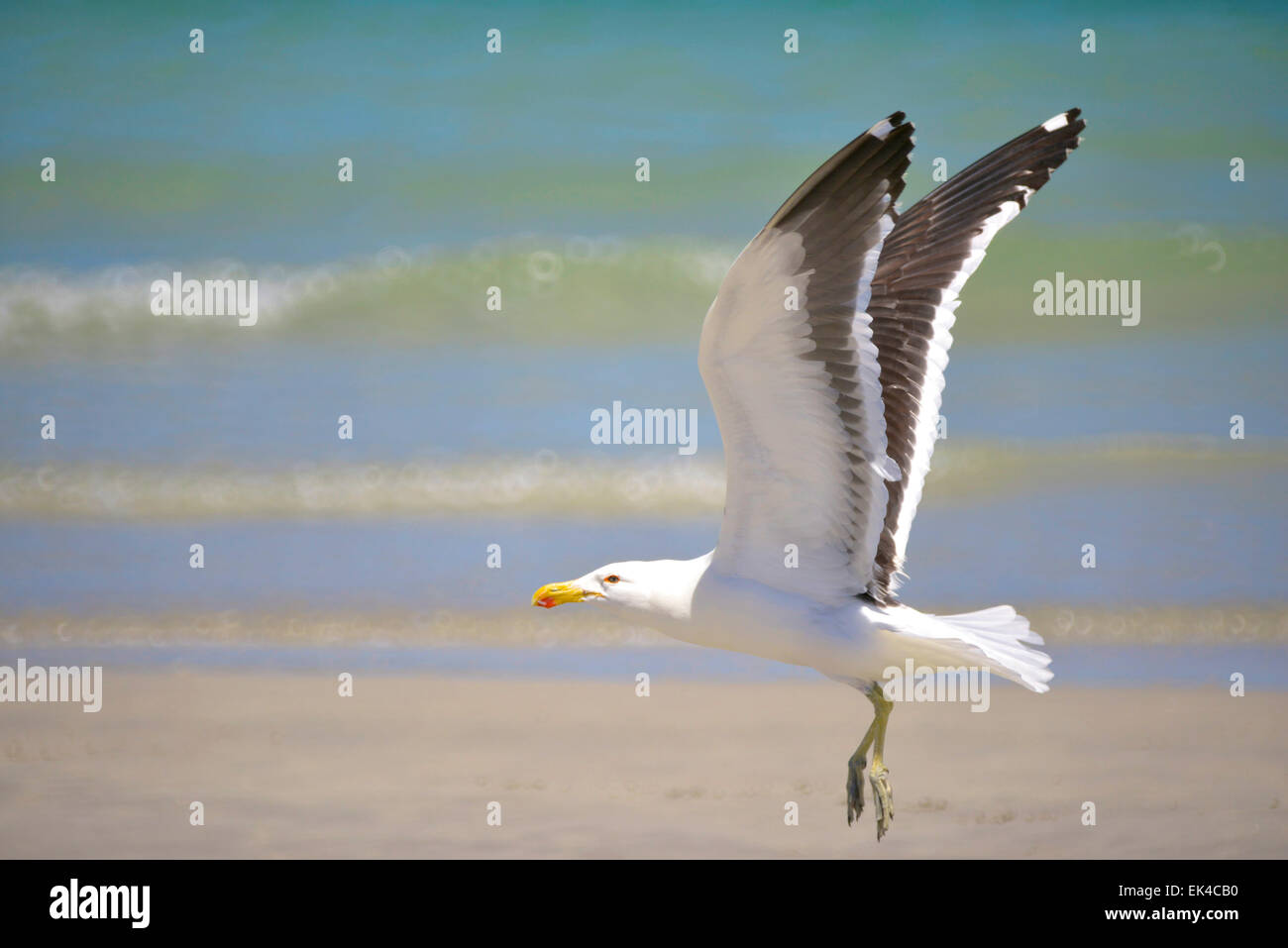 Sea Gull bird sur la plage de Langebaan. Banque D'Images