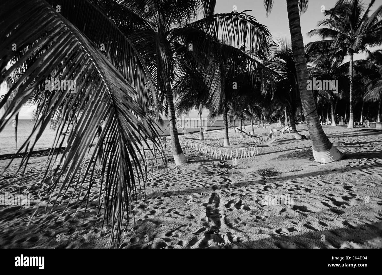 CUBA, Maria La Gorda beach, des cocotiers - Numérisation de films Banque D'Images