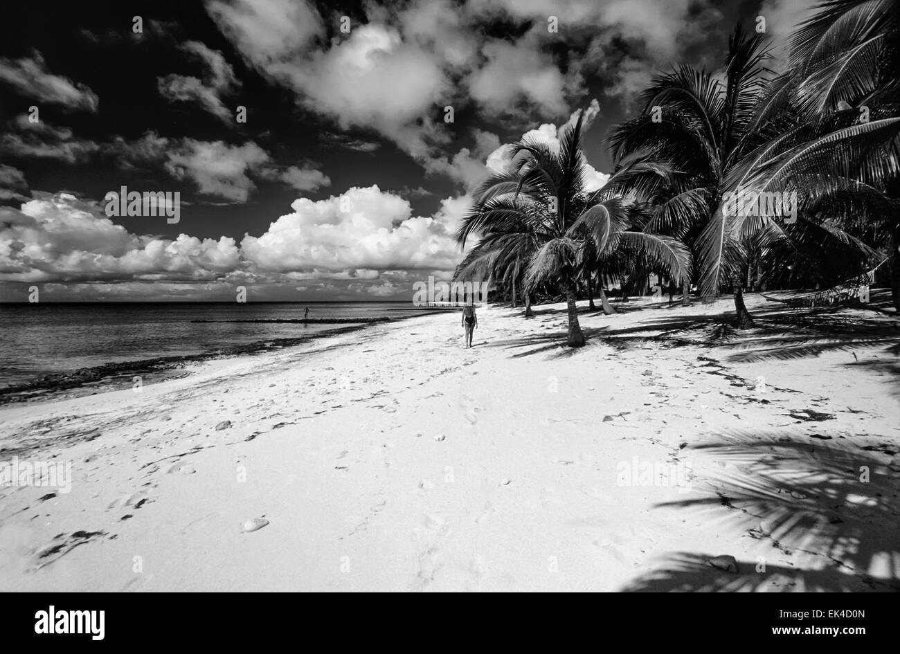 CUBA, Maria La Gorda beach, des cocotiers - Numérisation de films Banque D'Images